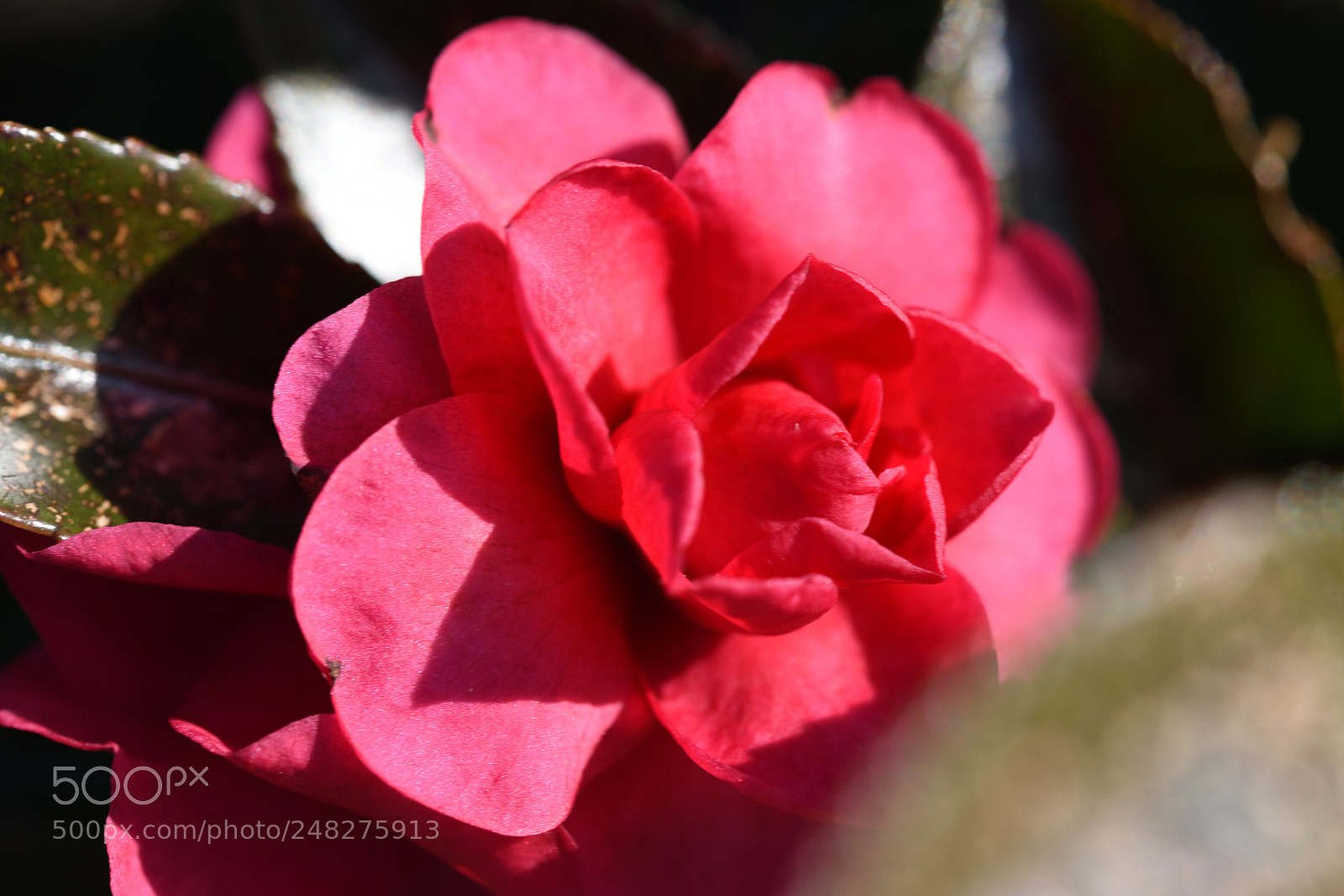 Nikon AF-S Micro-Nikkor 60mm F2.8G ED sample photo. 散歩道の花 サザンカ 卯辰山見晴台 photography