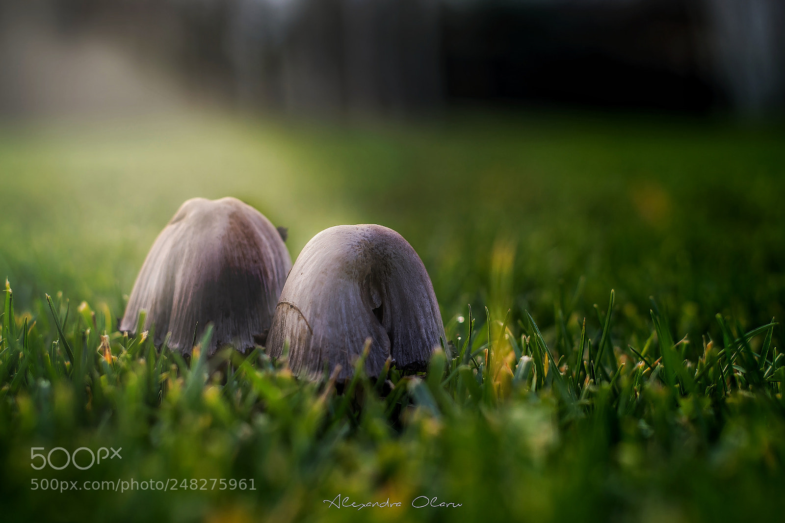 Nikon D7200 sample photo. Mushrooms photography