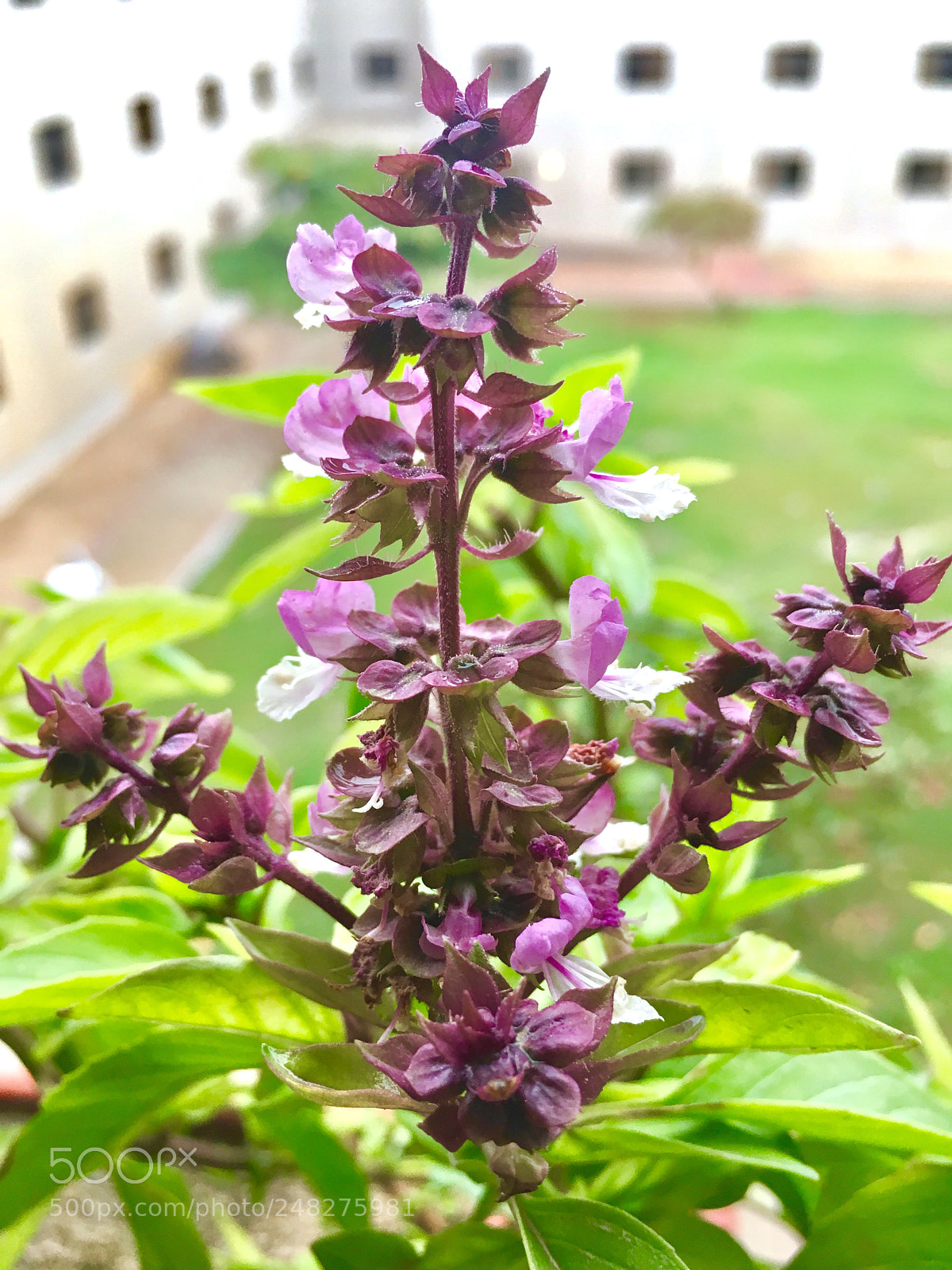 Apple iPhone 6s sample photo. Ryhan photography