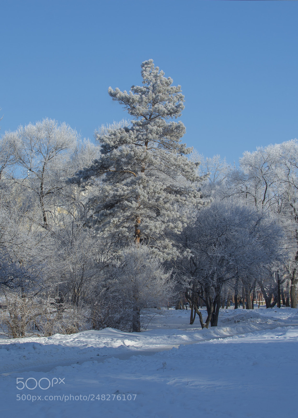 Nikon D7100 sample photo. Winter morning photography