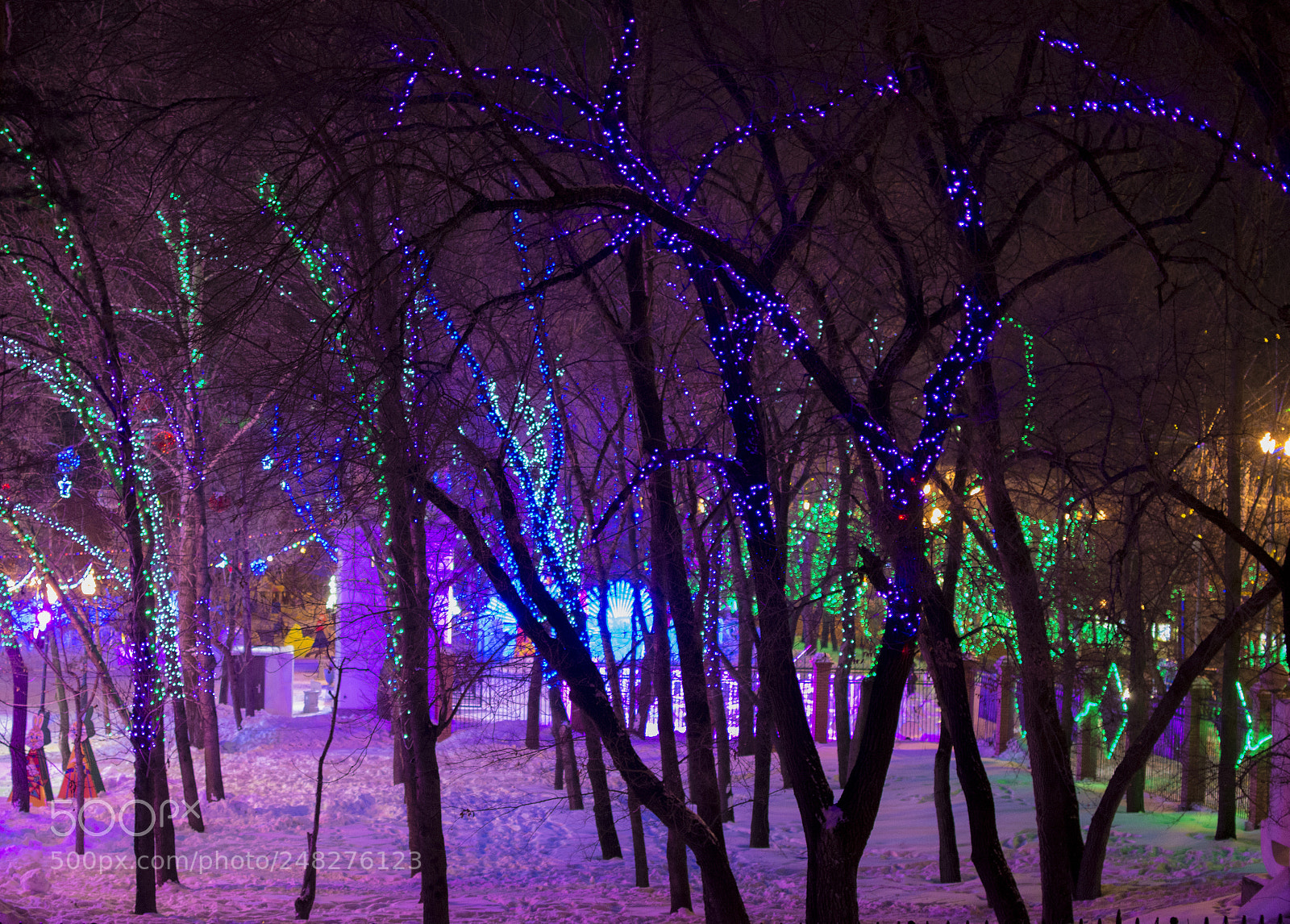 Nikon D7100 sample photo. Magic night forest photography