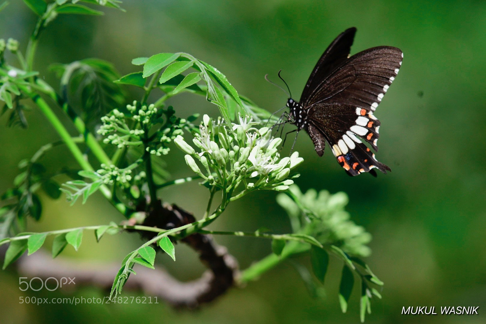 Nikon D500 sample photo. Less than a featherweight photography