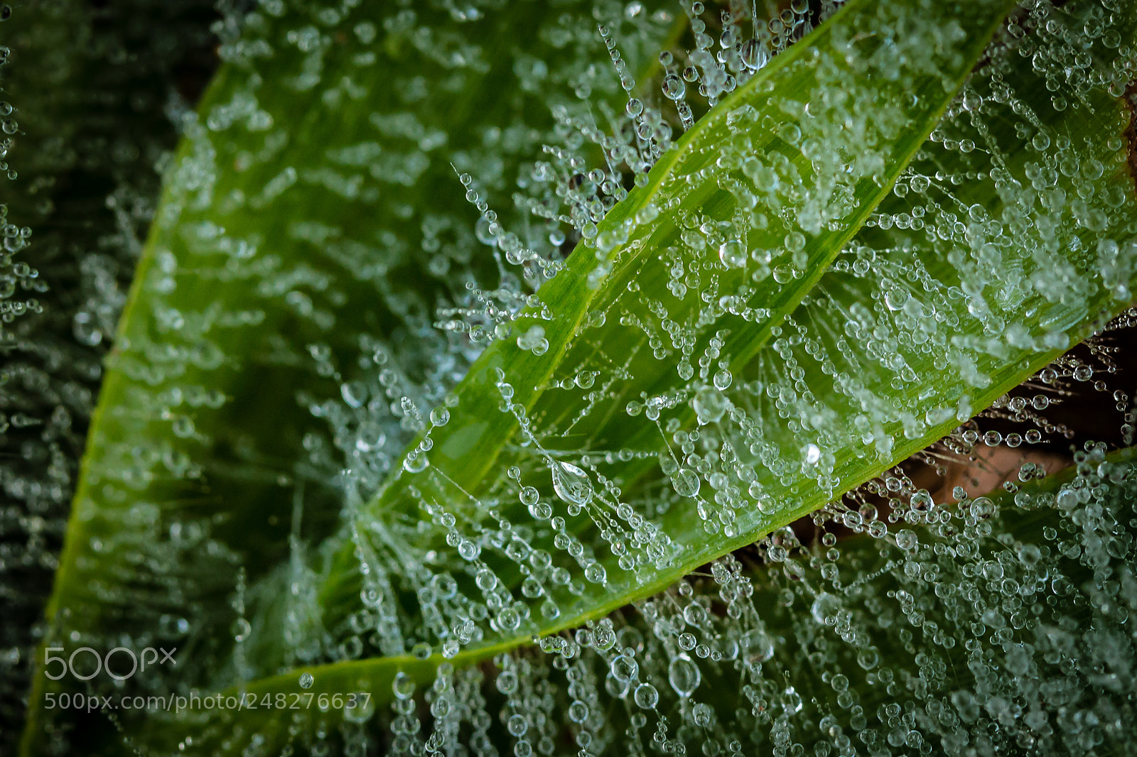 Canon EOS 700D (EOS Rebel T5i / EOS Kiss X7i) sample photo. Dew photography