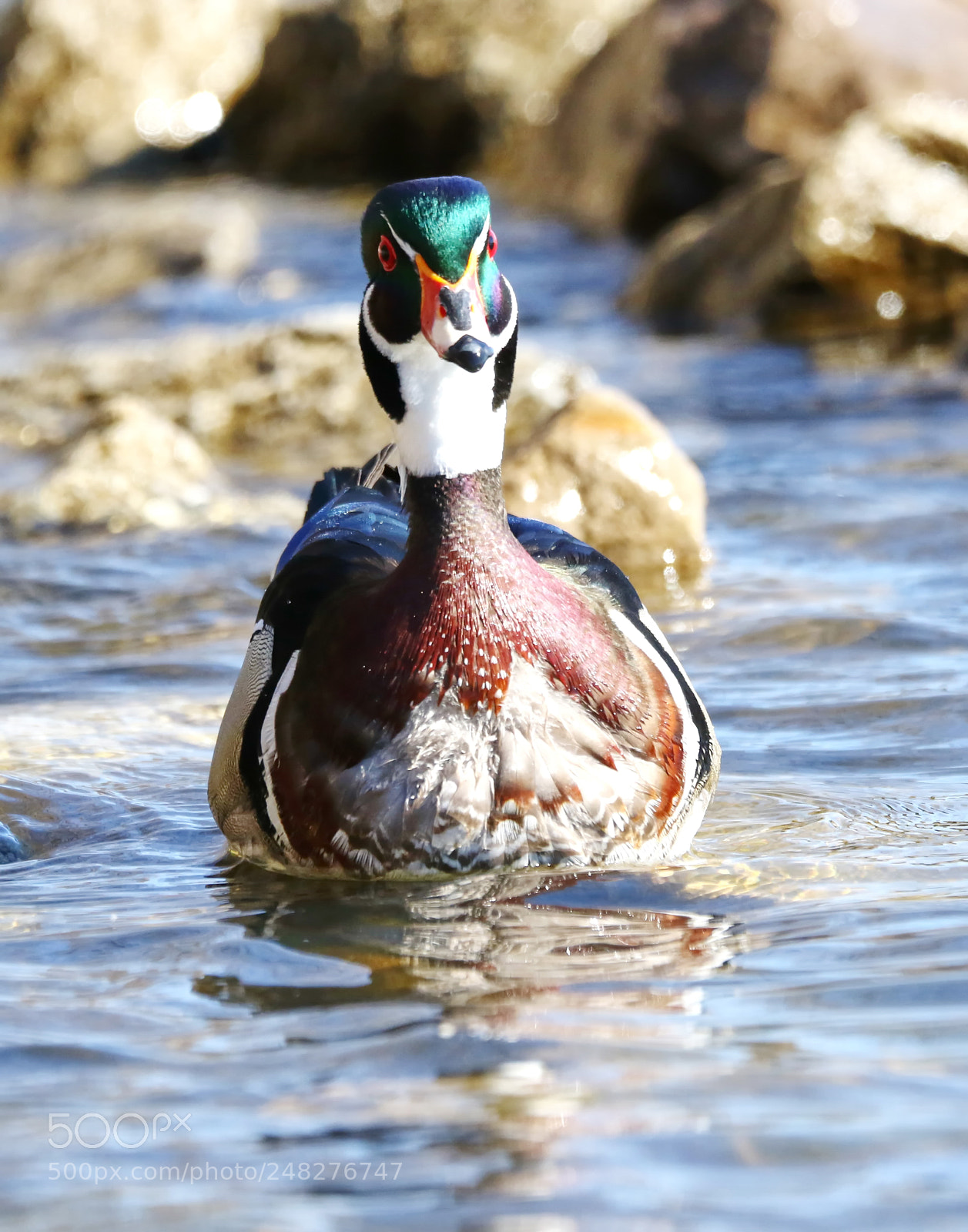 Canon EOS 7D Mark II sample photo. Wood duck photography