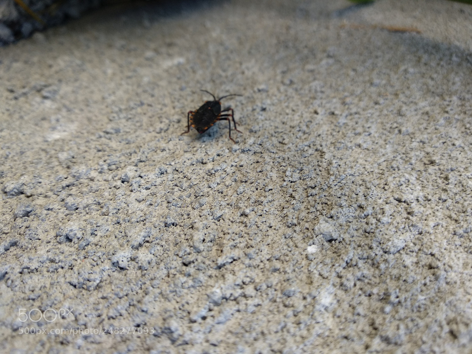 Xiaomi Mi A1 sample photo. Untitled photography