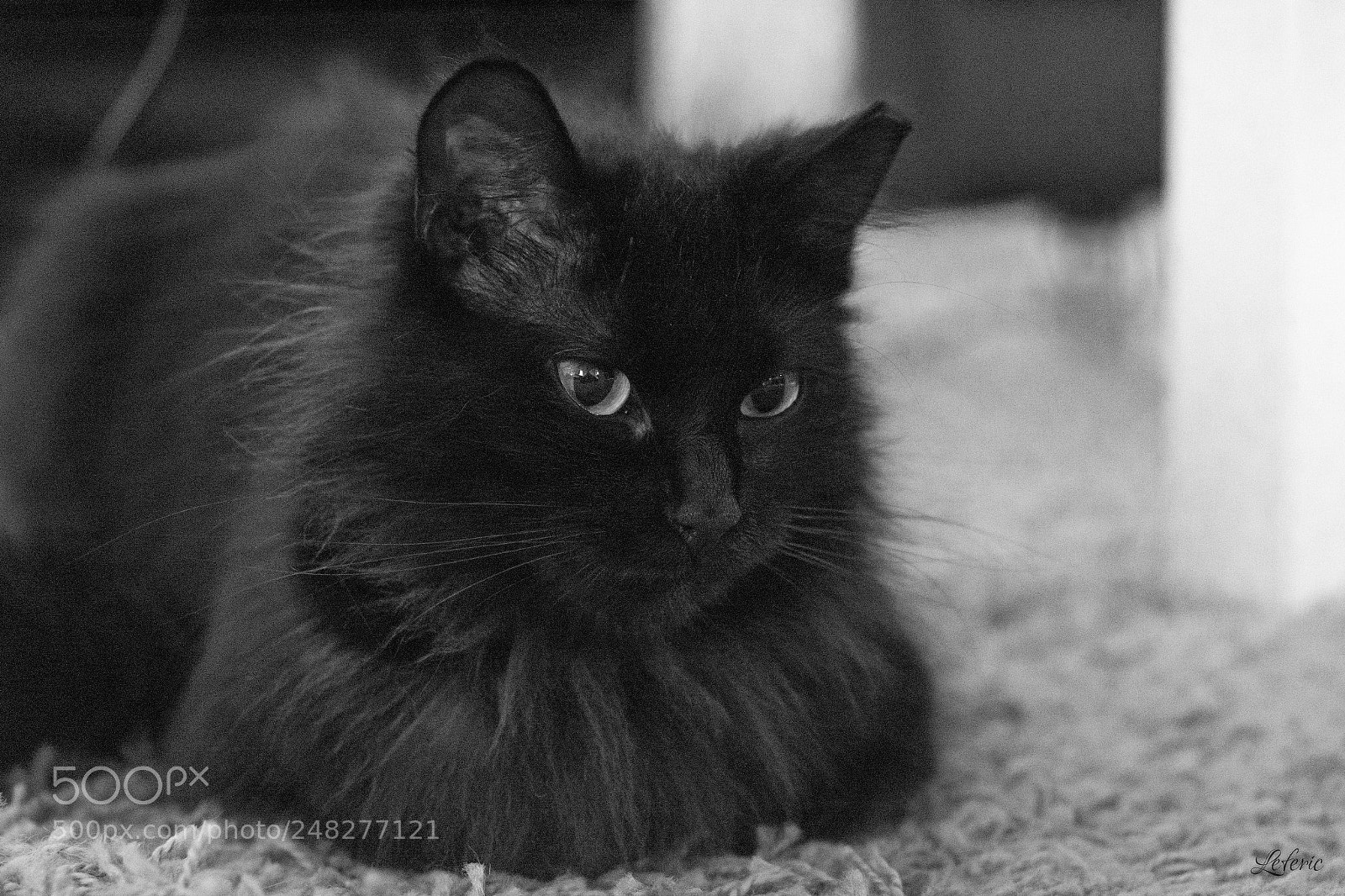 Nikon D7200 sample photo. Fio photography