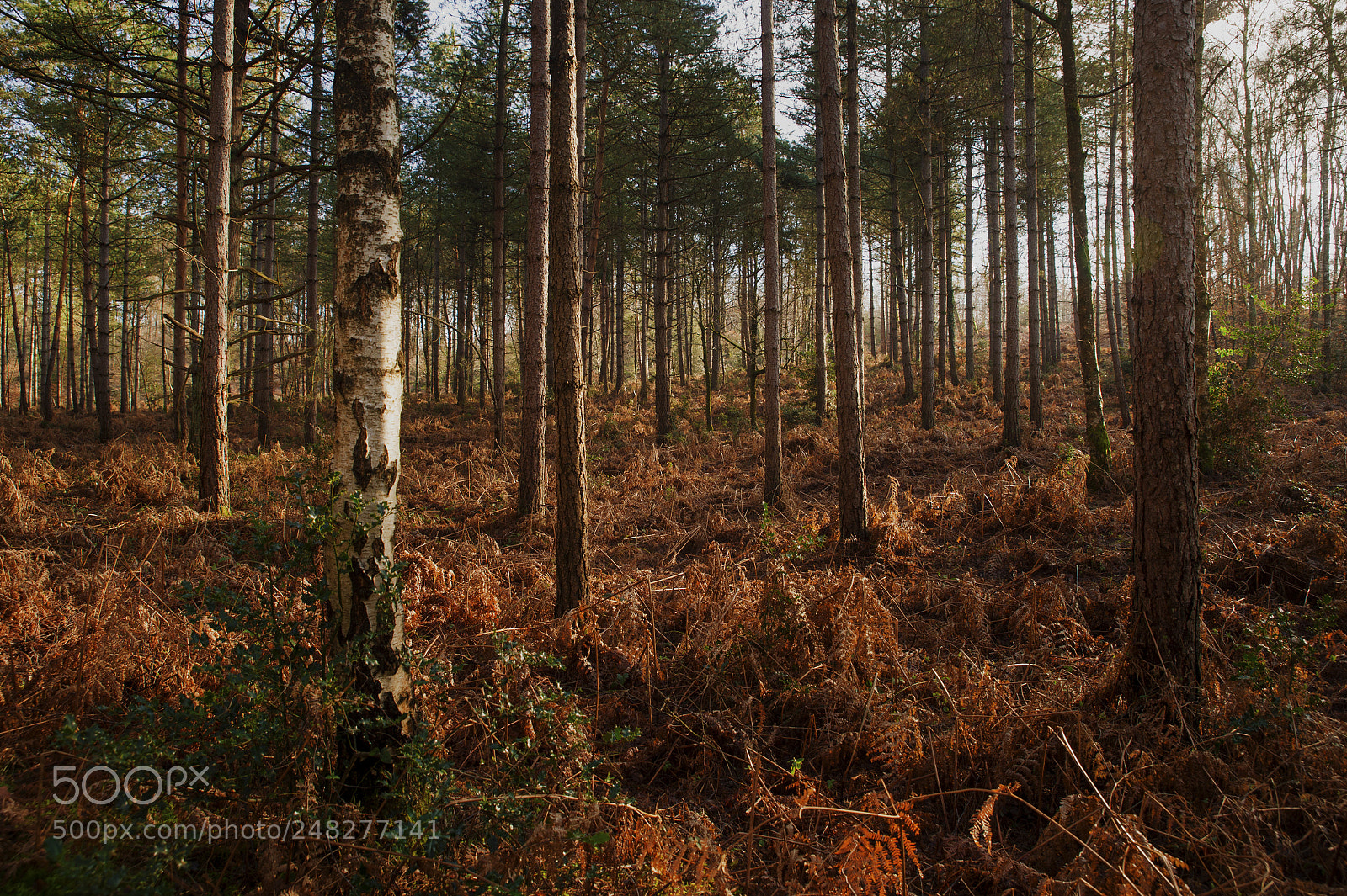 Nikon Df sample photo. Fontainebleau - iv photography