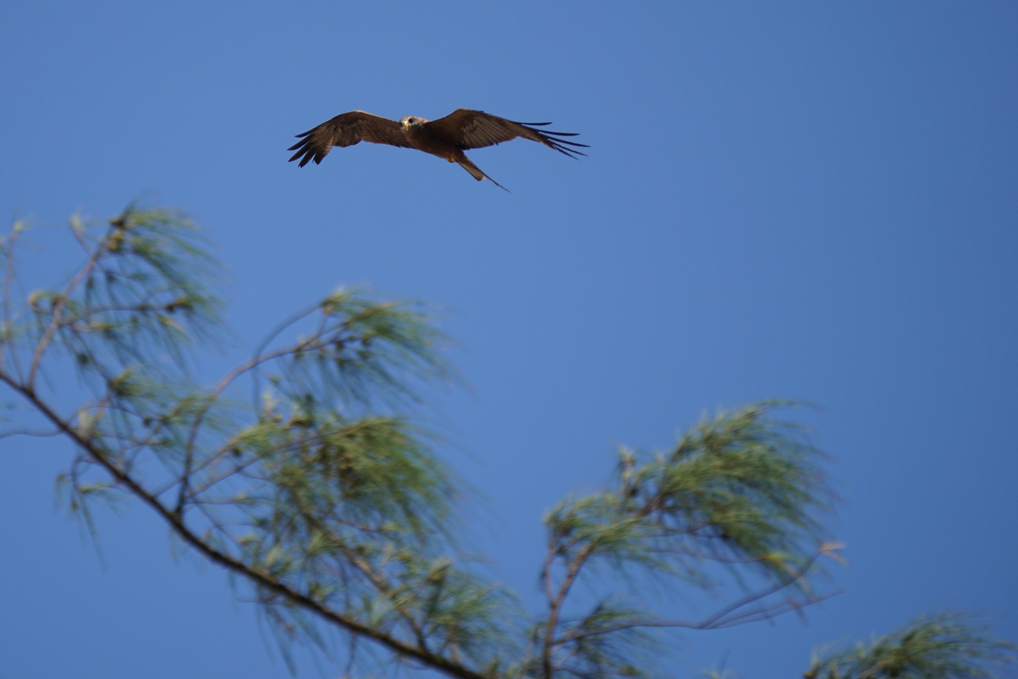 Sony E 55-210mm F4.5-6.3 OSS sample photo. Flight photography