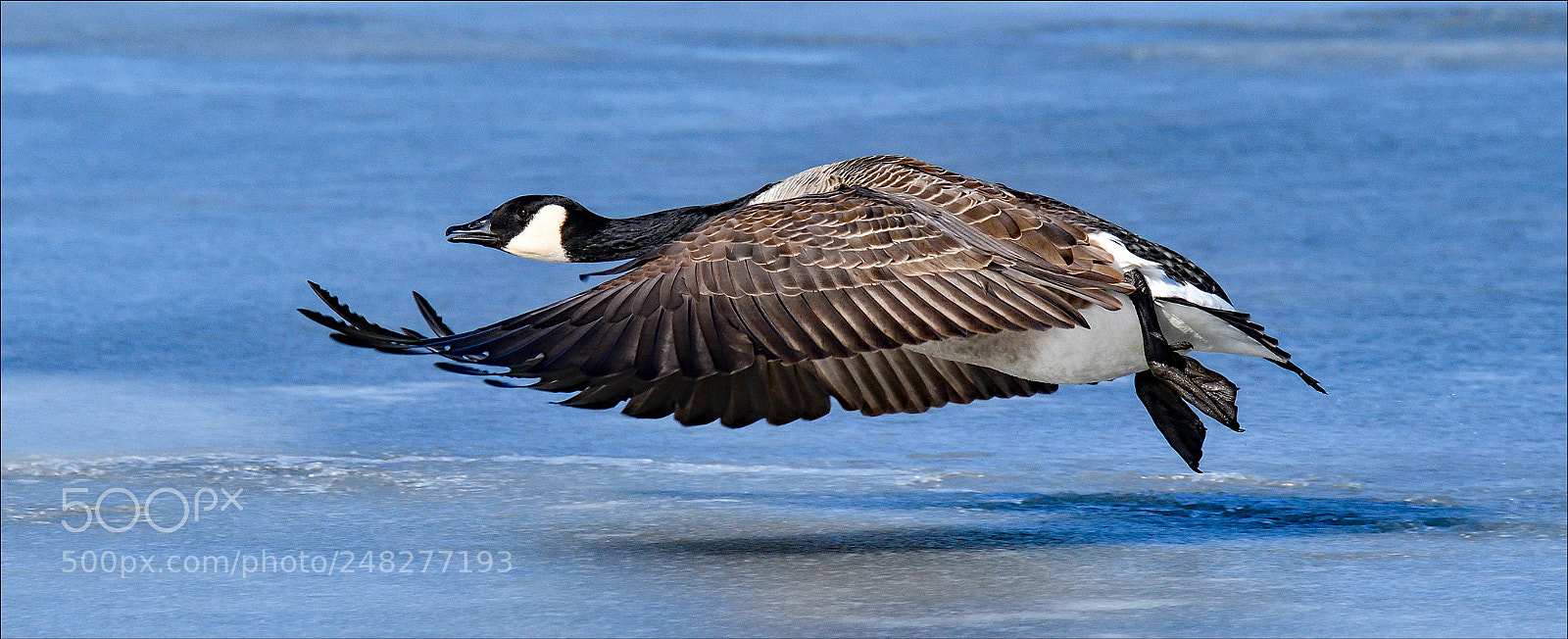 Nikon D500 sample photo. Flying low photography