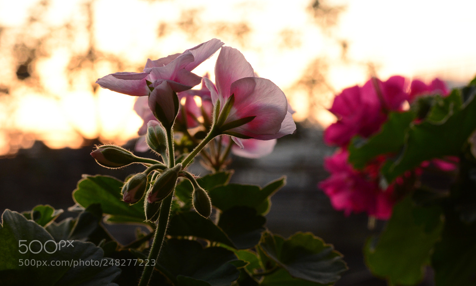 Nikon D5200 sample photo. Geranium photography