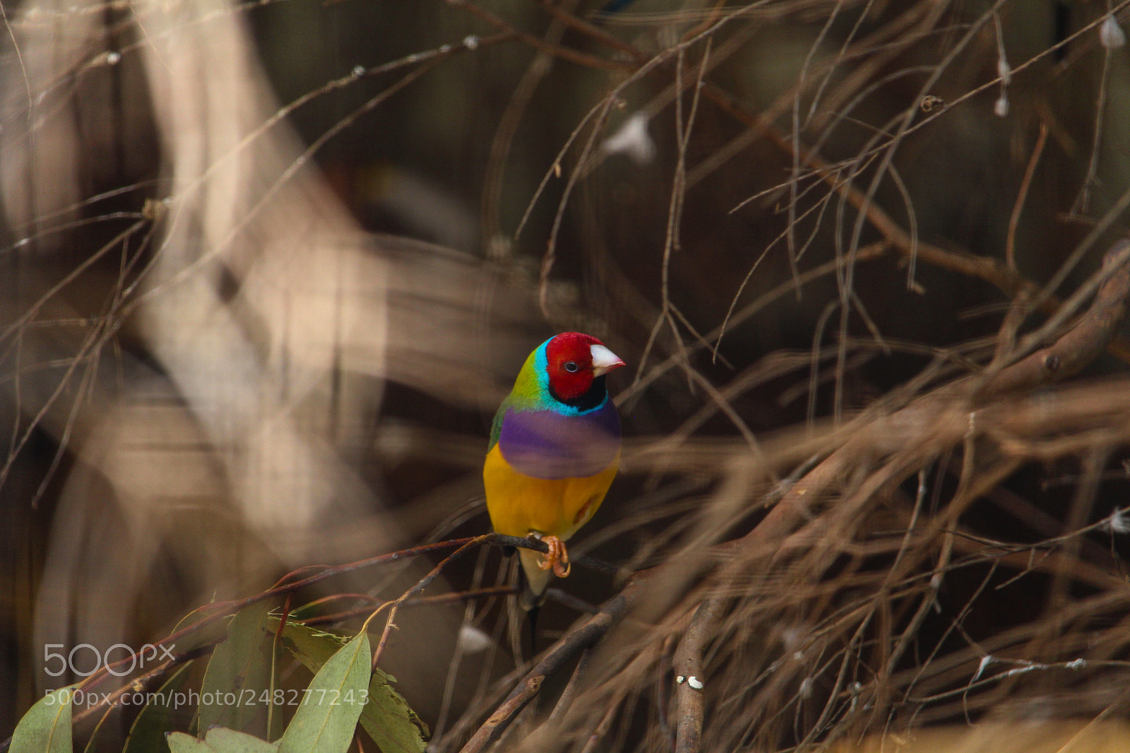 Canon EOS 700D (EOS Rebel T5i / EOS Kiss X7i) sample photo. Male gouldian finch photography