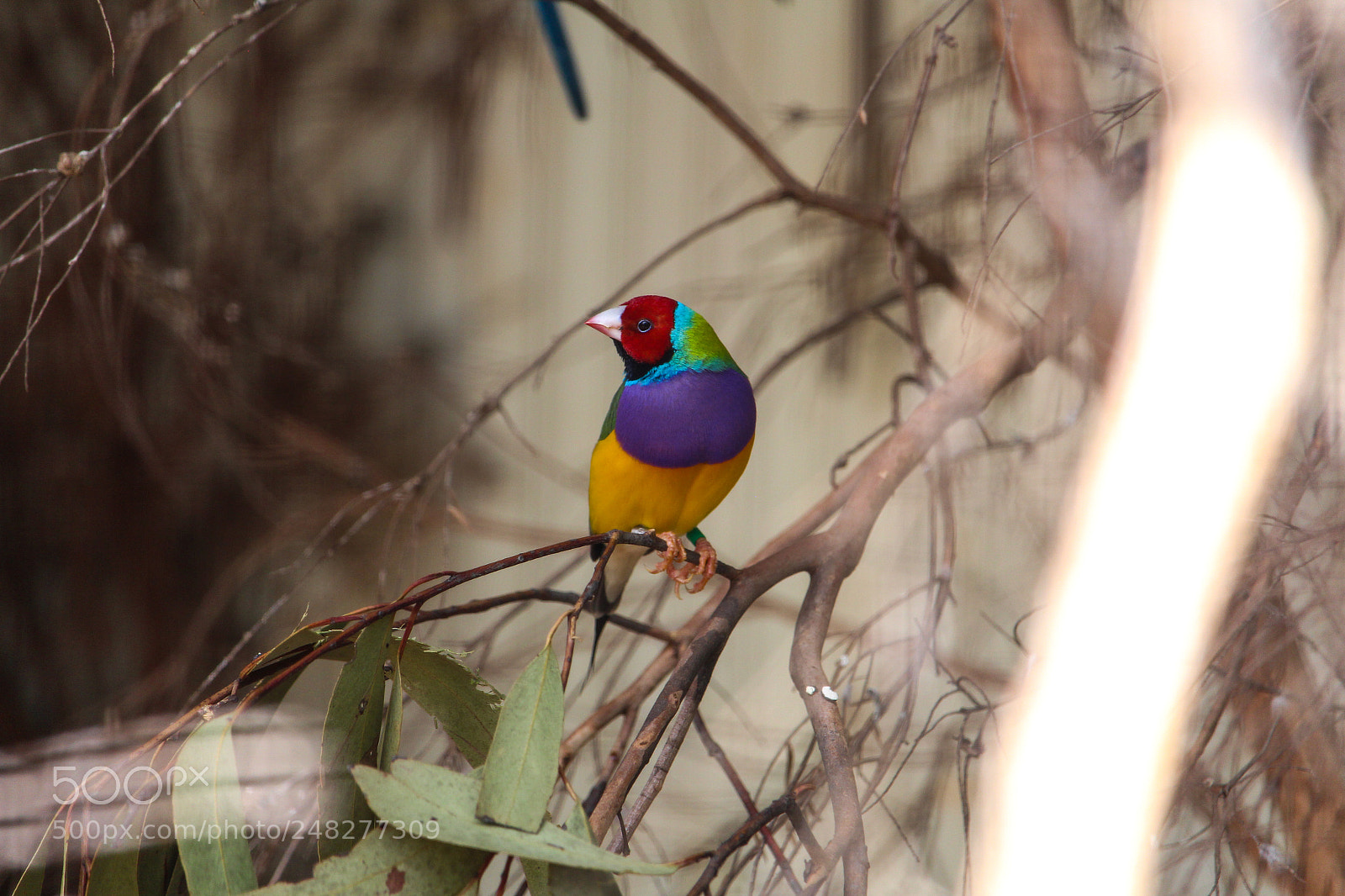 Canon EOS 700D (EOS Rebel T5i / EOS Kiss X7i) sample photo. Male gouldian finch photography