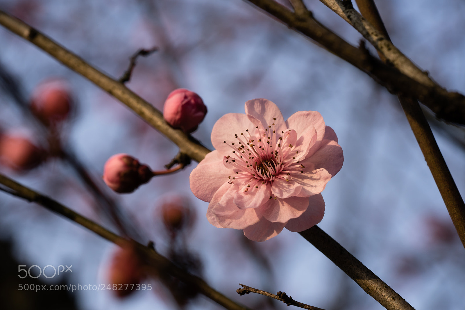 Sony a7 II sample photo. Untitled photography