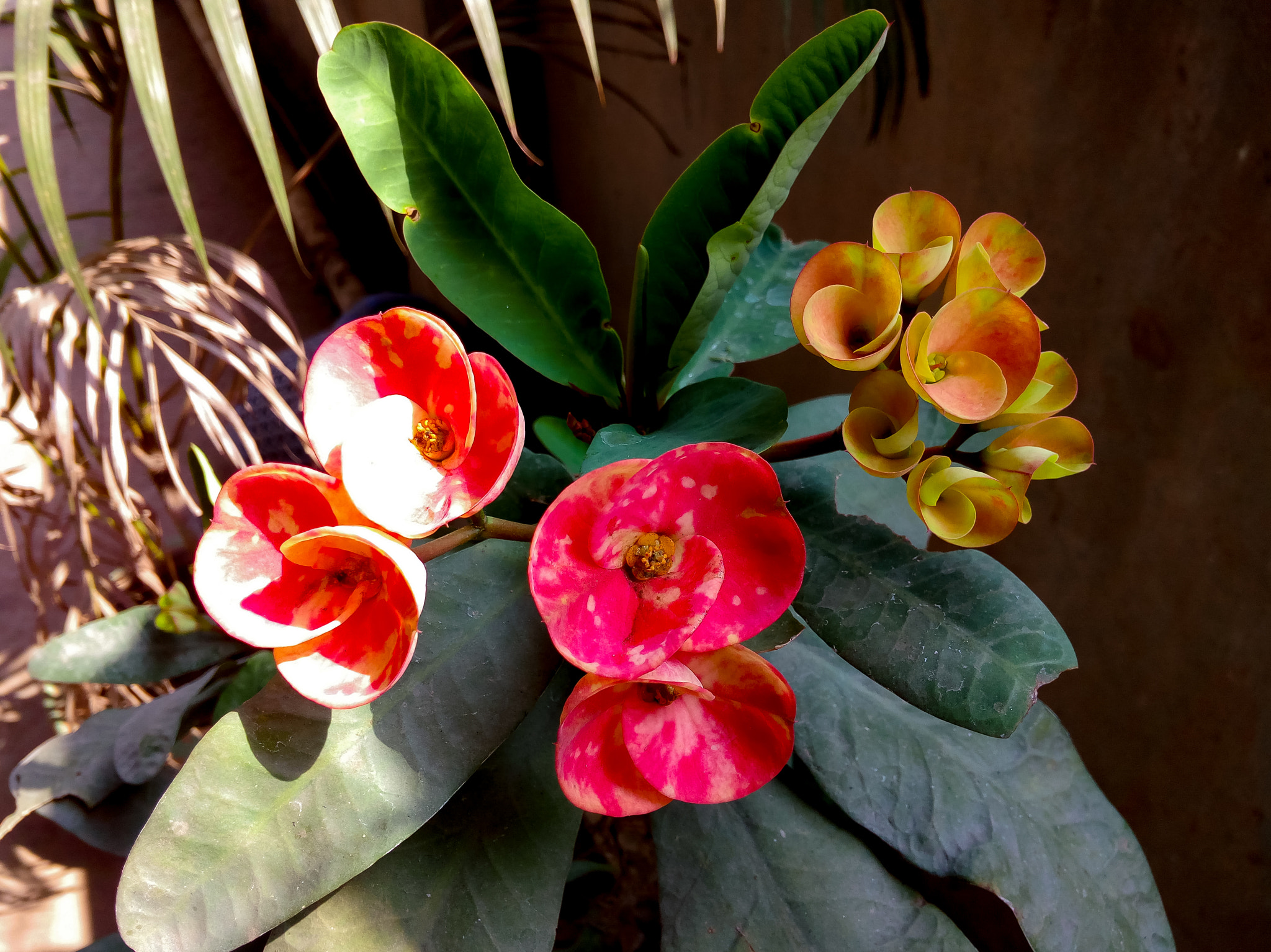 Symphony R100 sample photo. Flowers photography