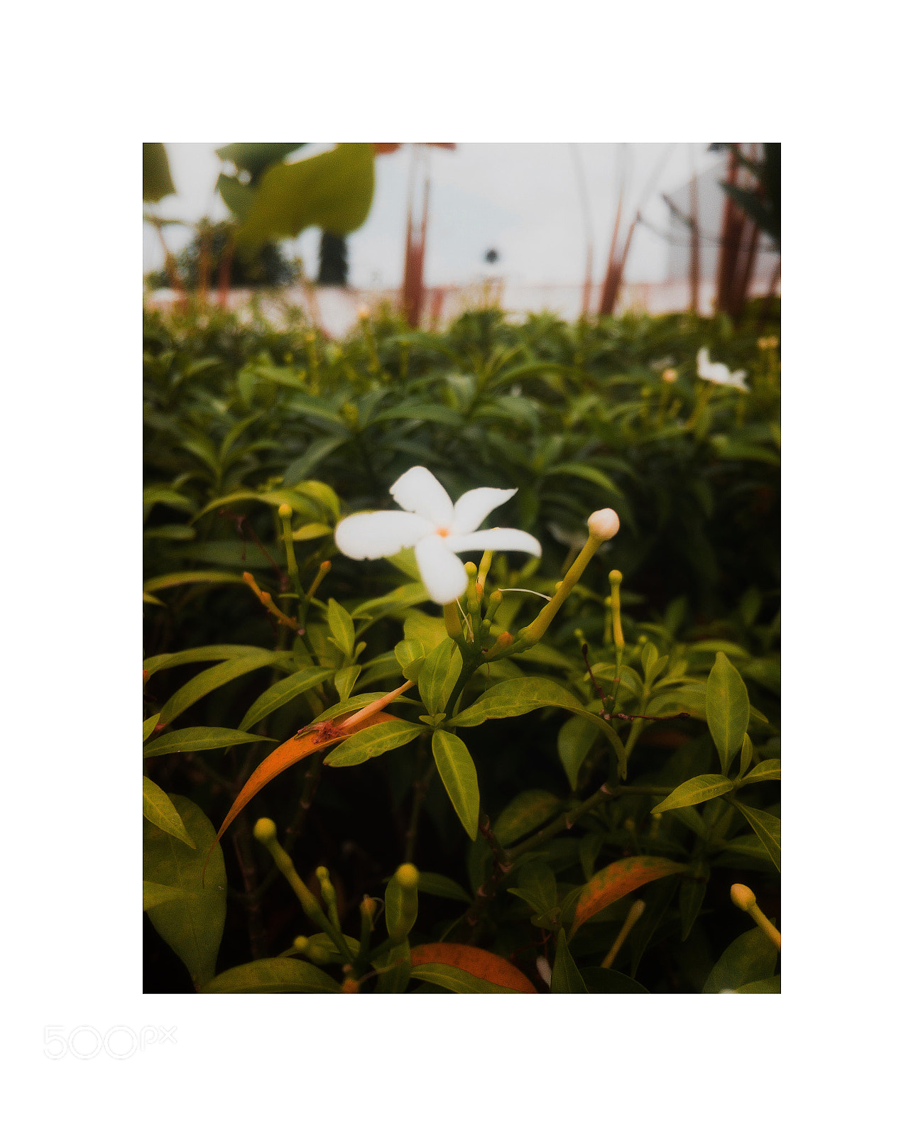 Apple iPhone 6s sample photo. To me, flowers are photography