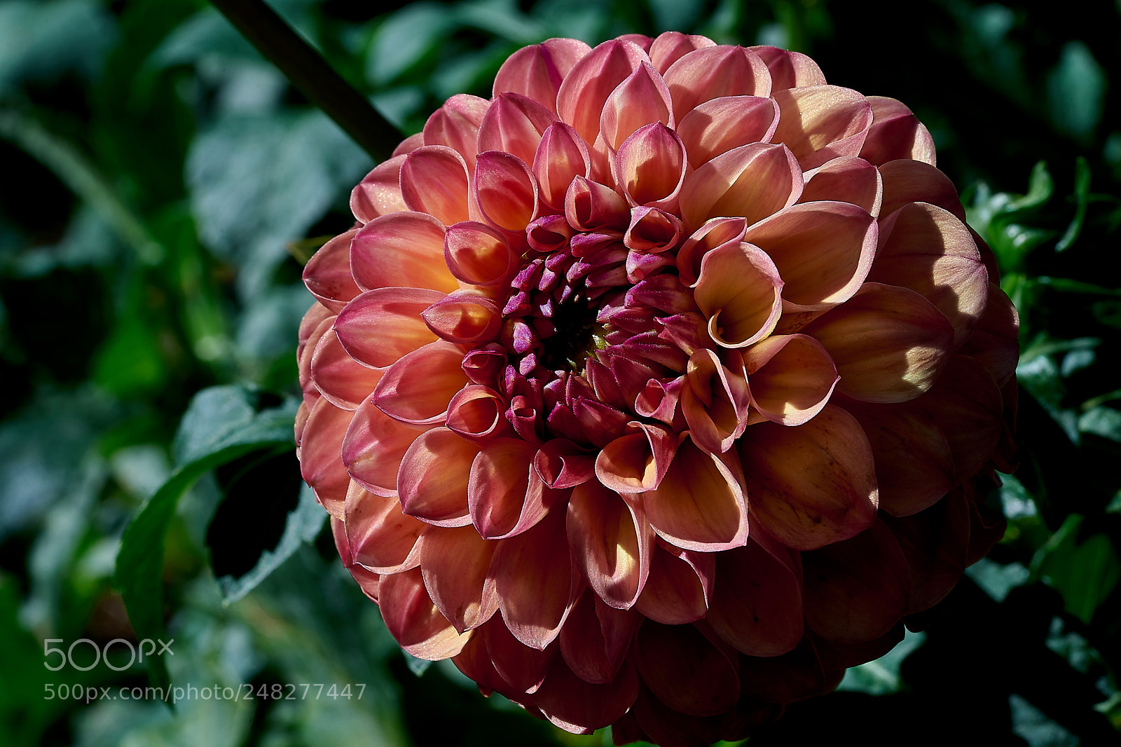 Sony a7 sample photo. Abg_180225_3 photography