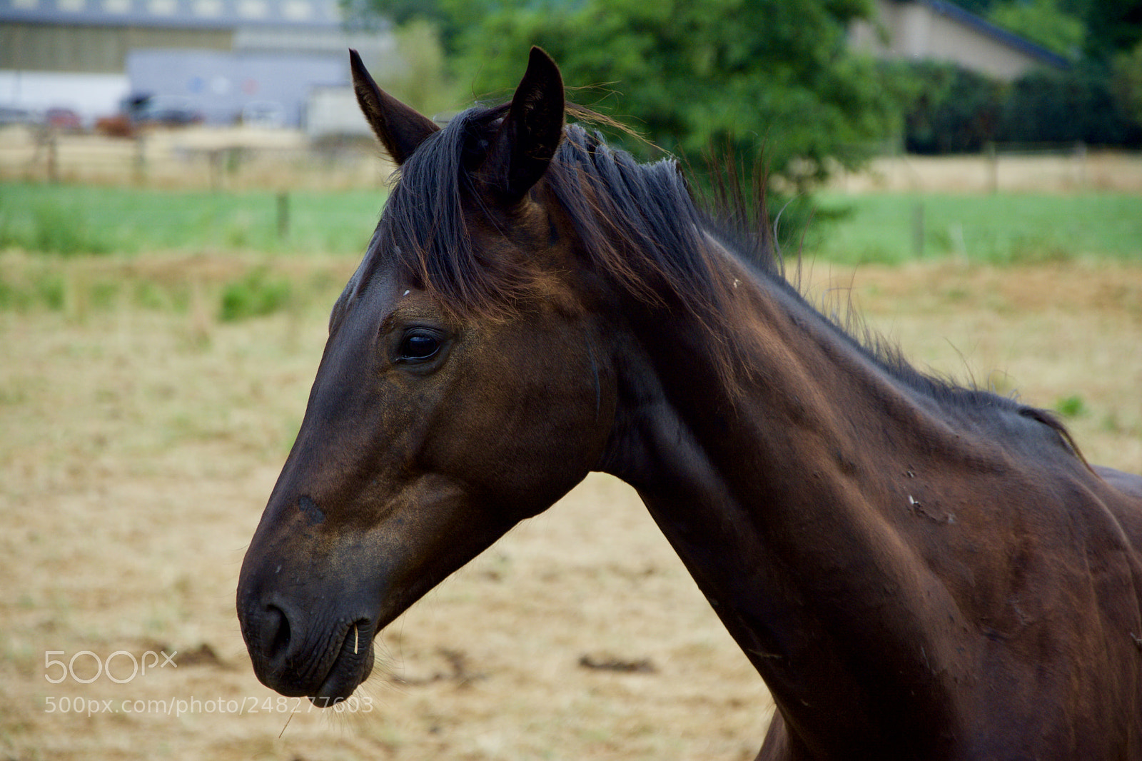 Nikon D5200 sample photo. Horse photography