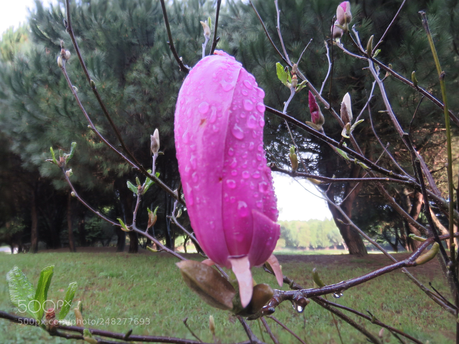 Canon PowerShot SX60 HS sample photo. Untitled photography
