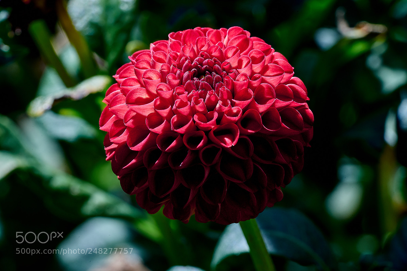 Sony a7 sample photo. Abg_180225_2 photography