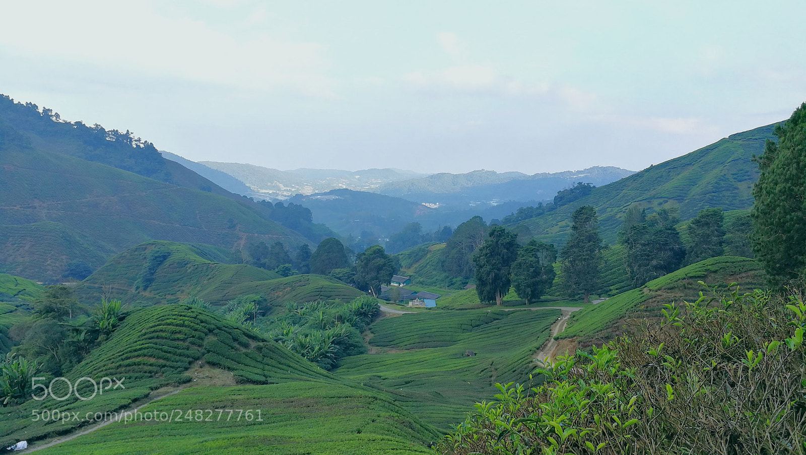 HUAWEI Mate 9 sample photo. Tea farm photography