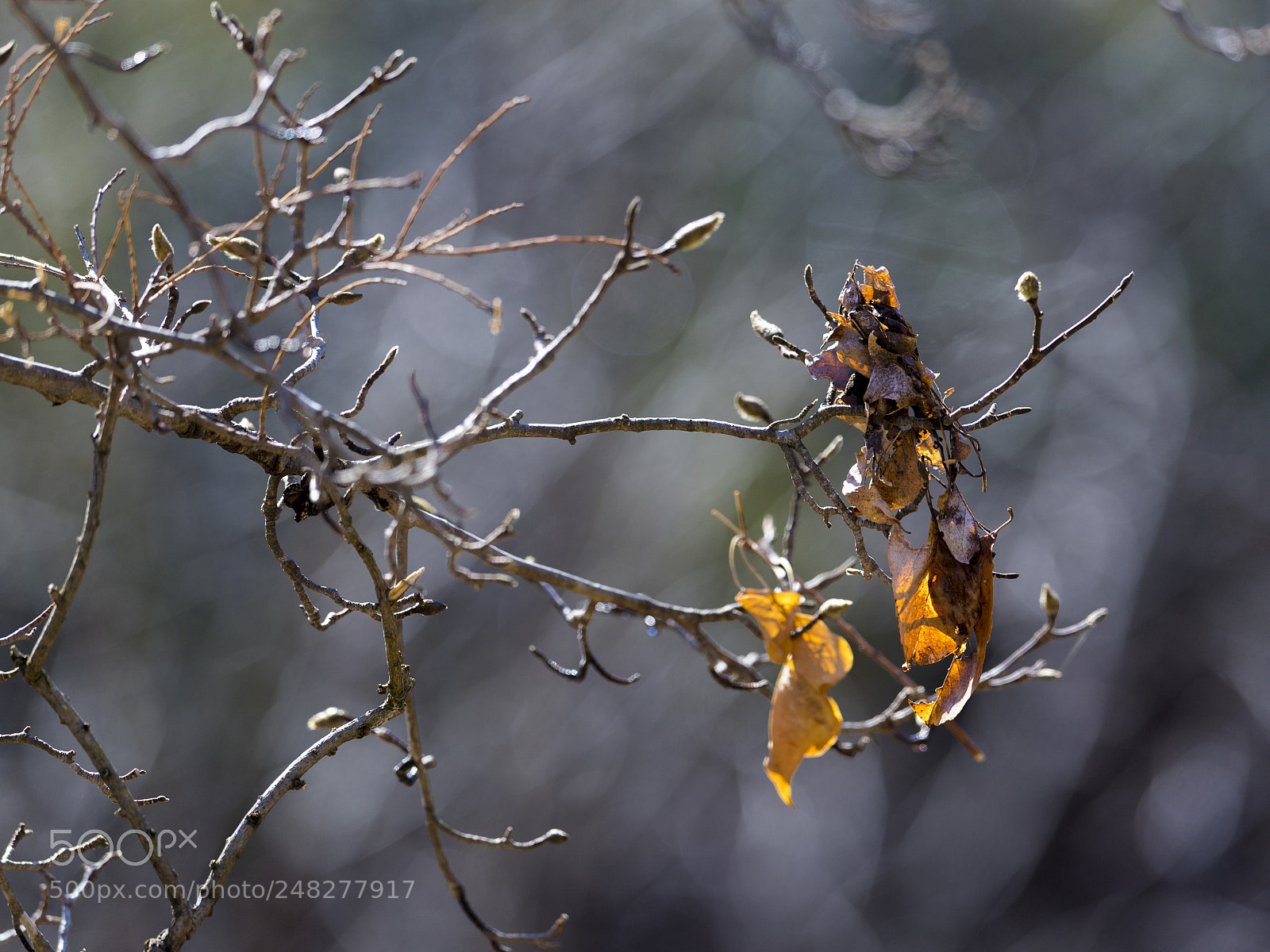 Nikon D5 sample photo. Leaves photography