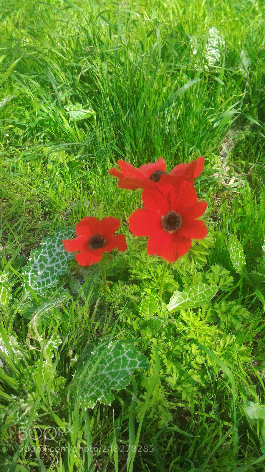 ASUS ZenFone 2 (ZE551ML) sample photo. Spring photography