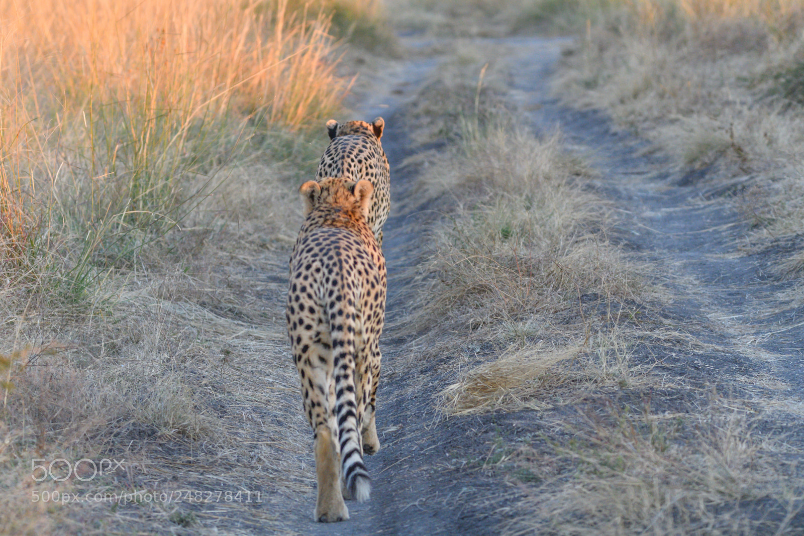Nikon D500 sample photo. Follow me cheetah brothers photography