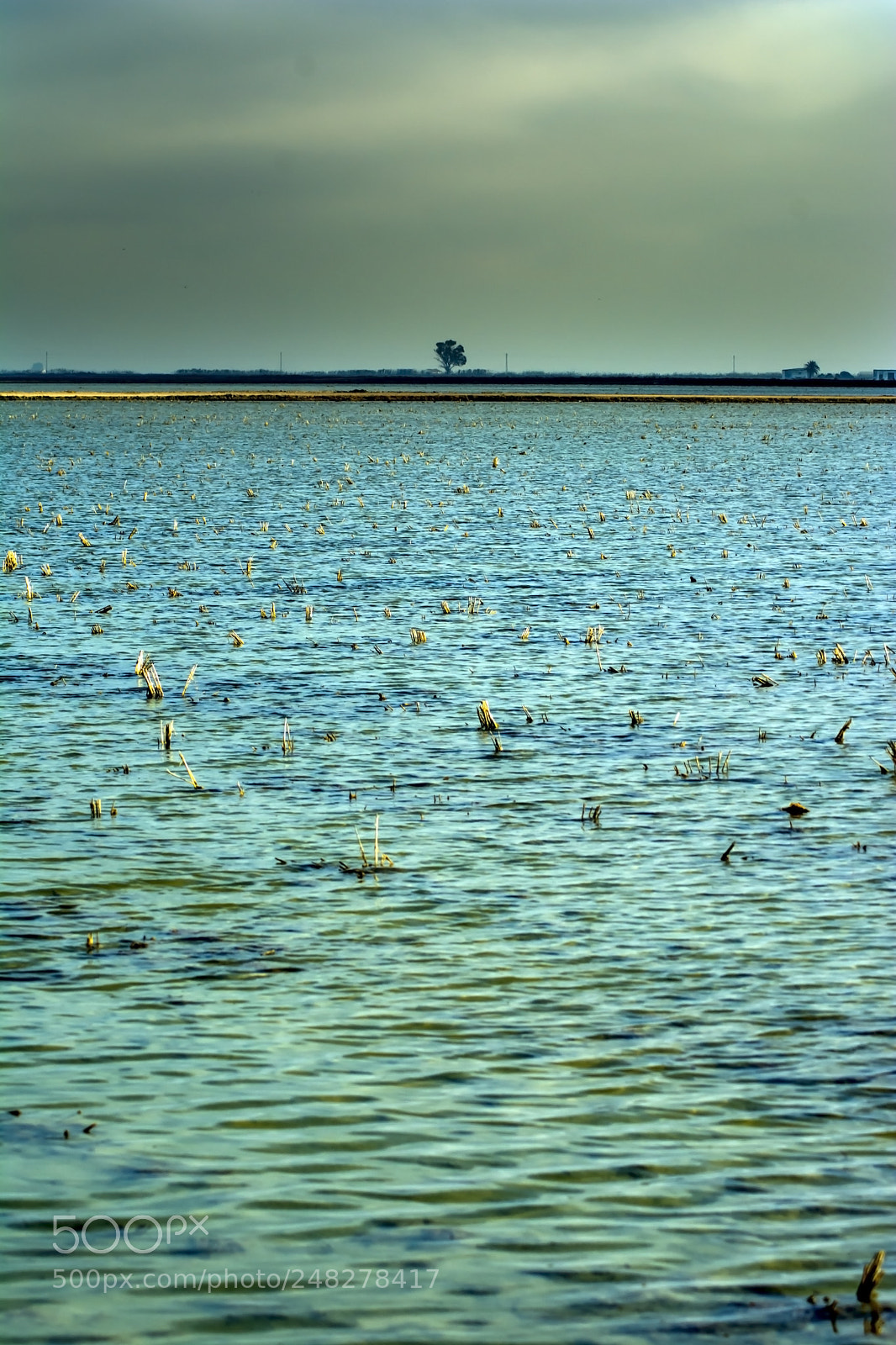 Nikon D7100 sample photo. Lonely tree in a photography
