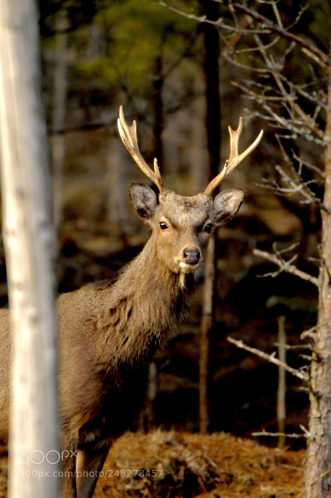 Nikon D300 sample photo. Very timid. photography