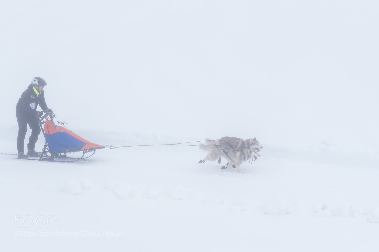 Pentax K-3 II sample photo. Mushing in a foggy photography