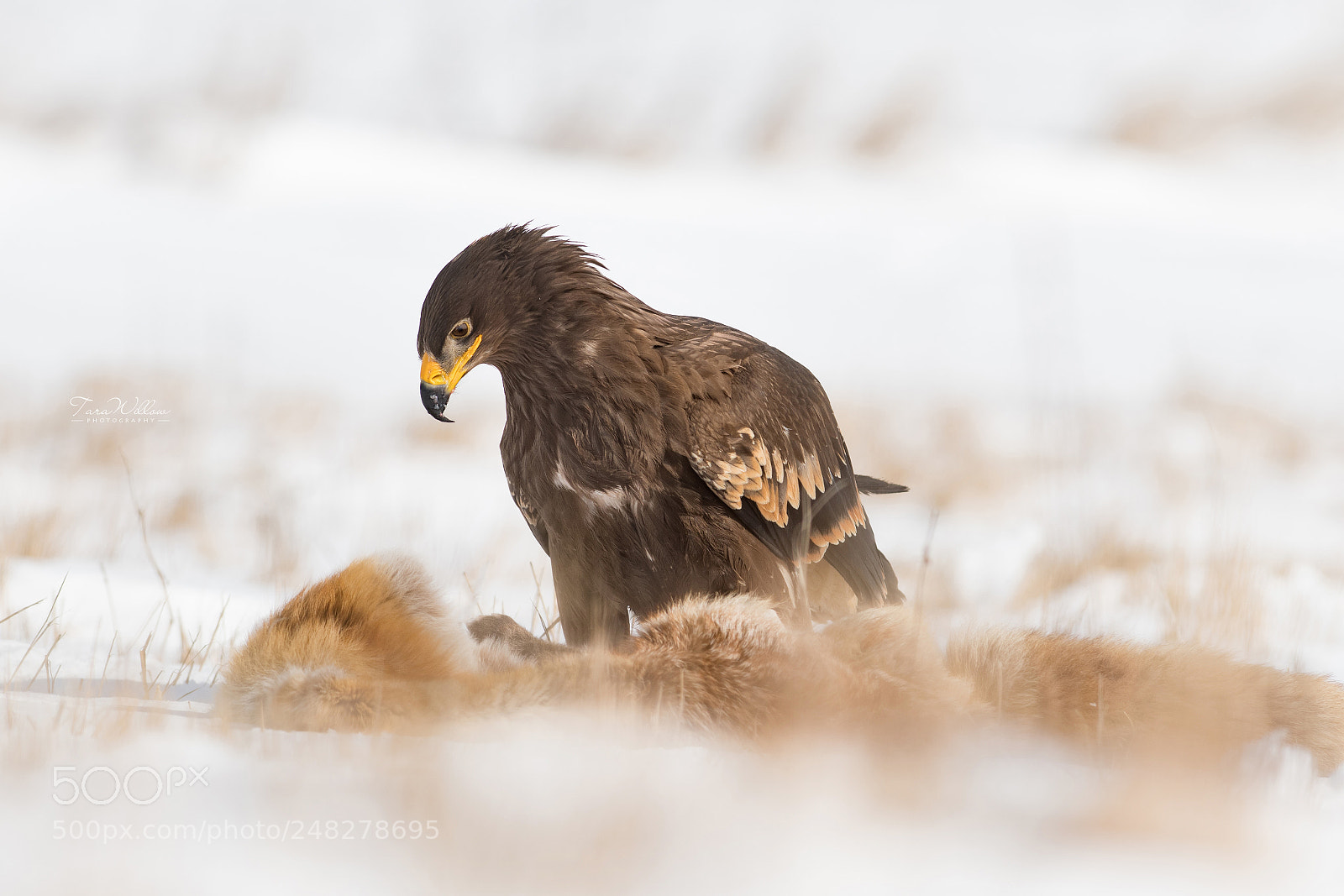 Nikon D500 sample photo. Eagle with dinner photography