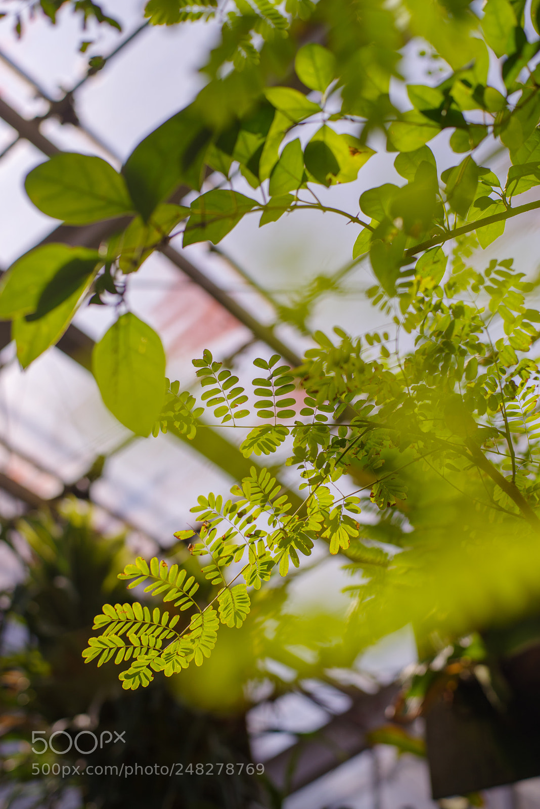 Pentax K-1 sample photo. Tropical plants2 photography