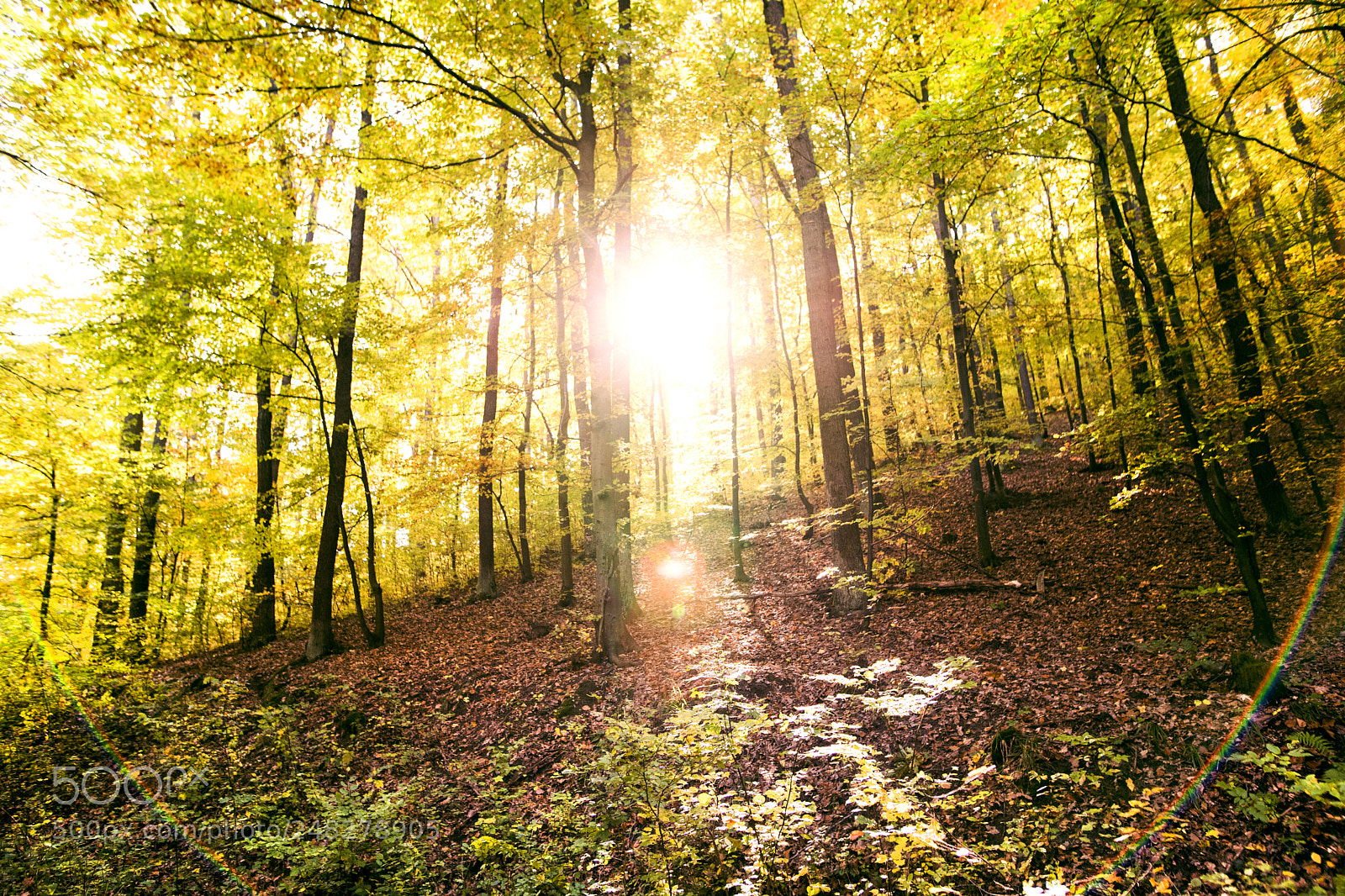 Nikon D5 sample photo. Autumn forest in an photography