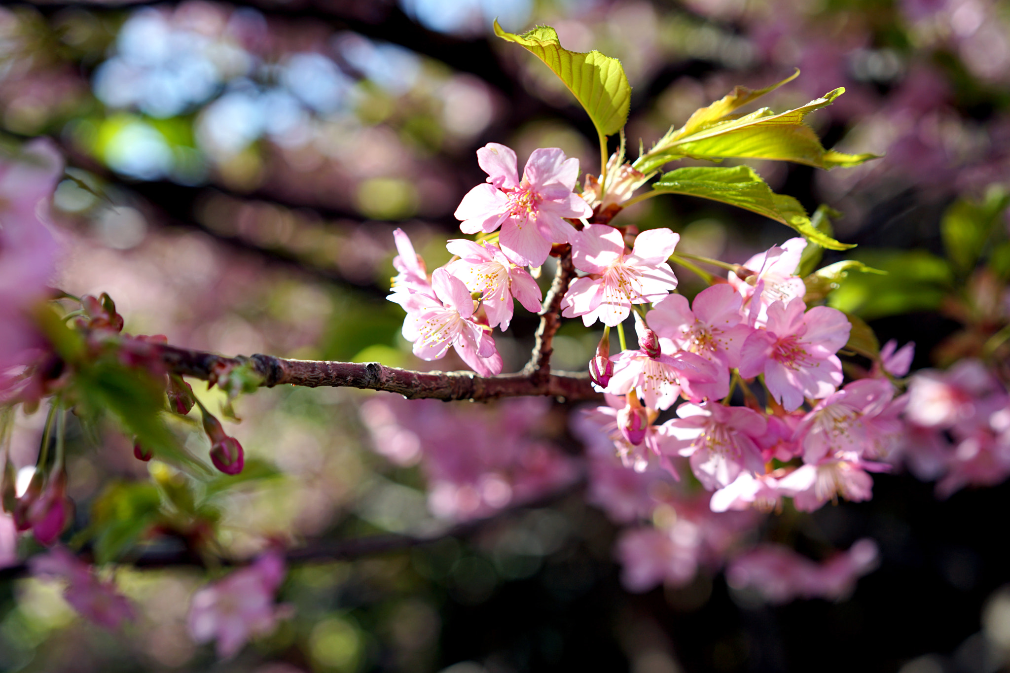 Sony a7 II sample photo. Kawazu-zakura cherry blossom2 photography