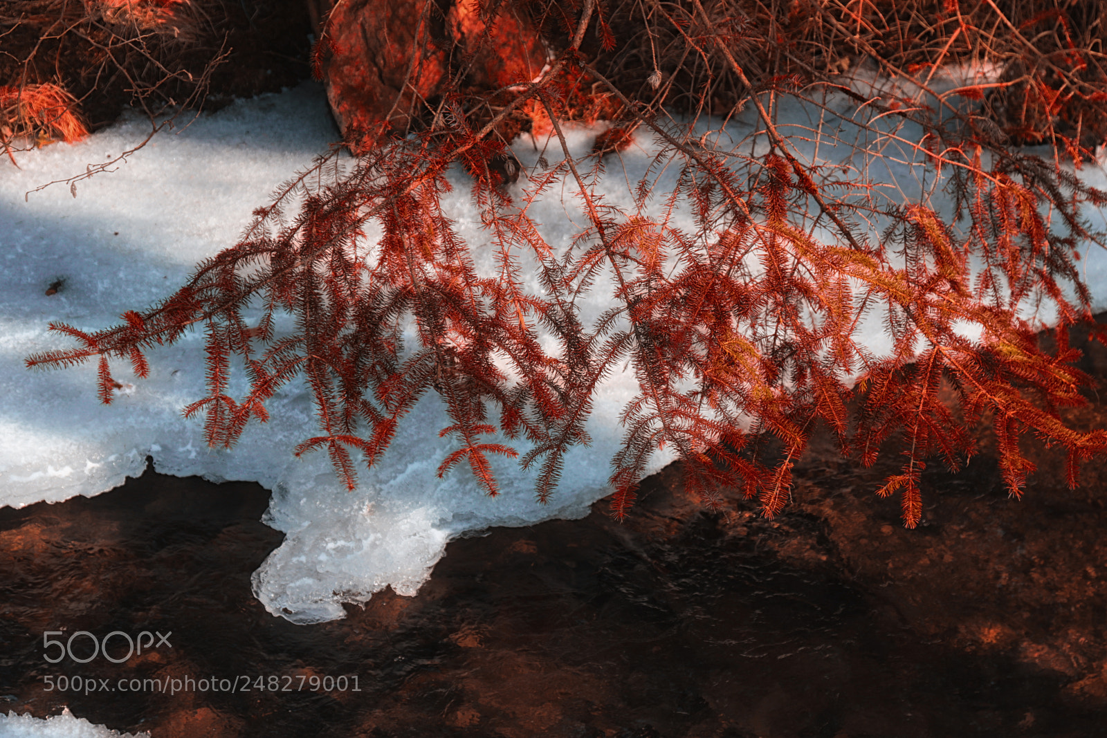 Canon EOS 7D Mark II sample photo. Redwinter photography