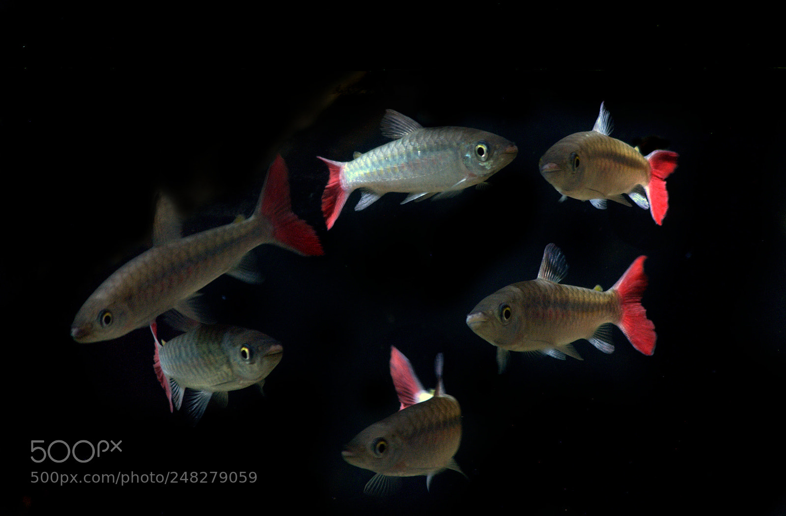 Nikon D3000 sample photo. Pink tailed chalceus fish photography
