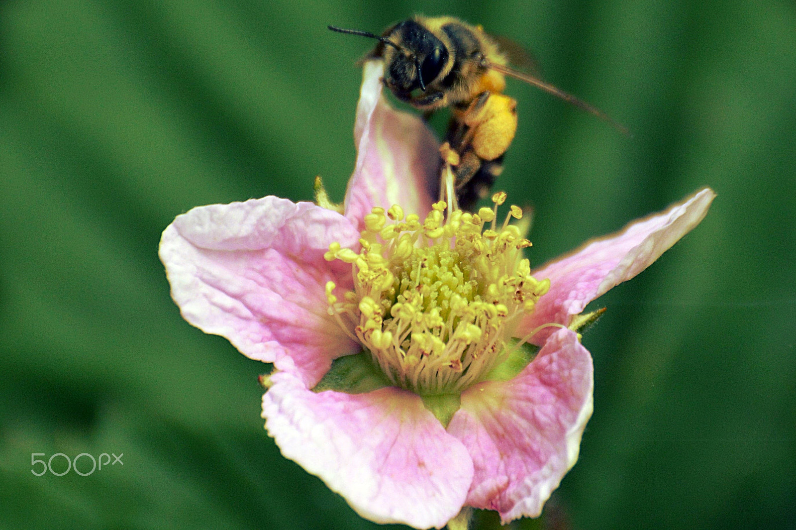 Nikon D3200 sample photo. Abeille photography