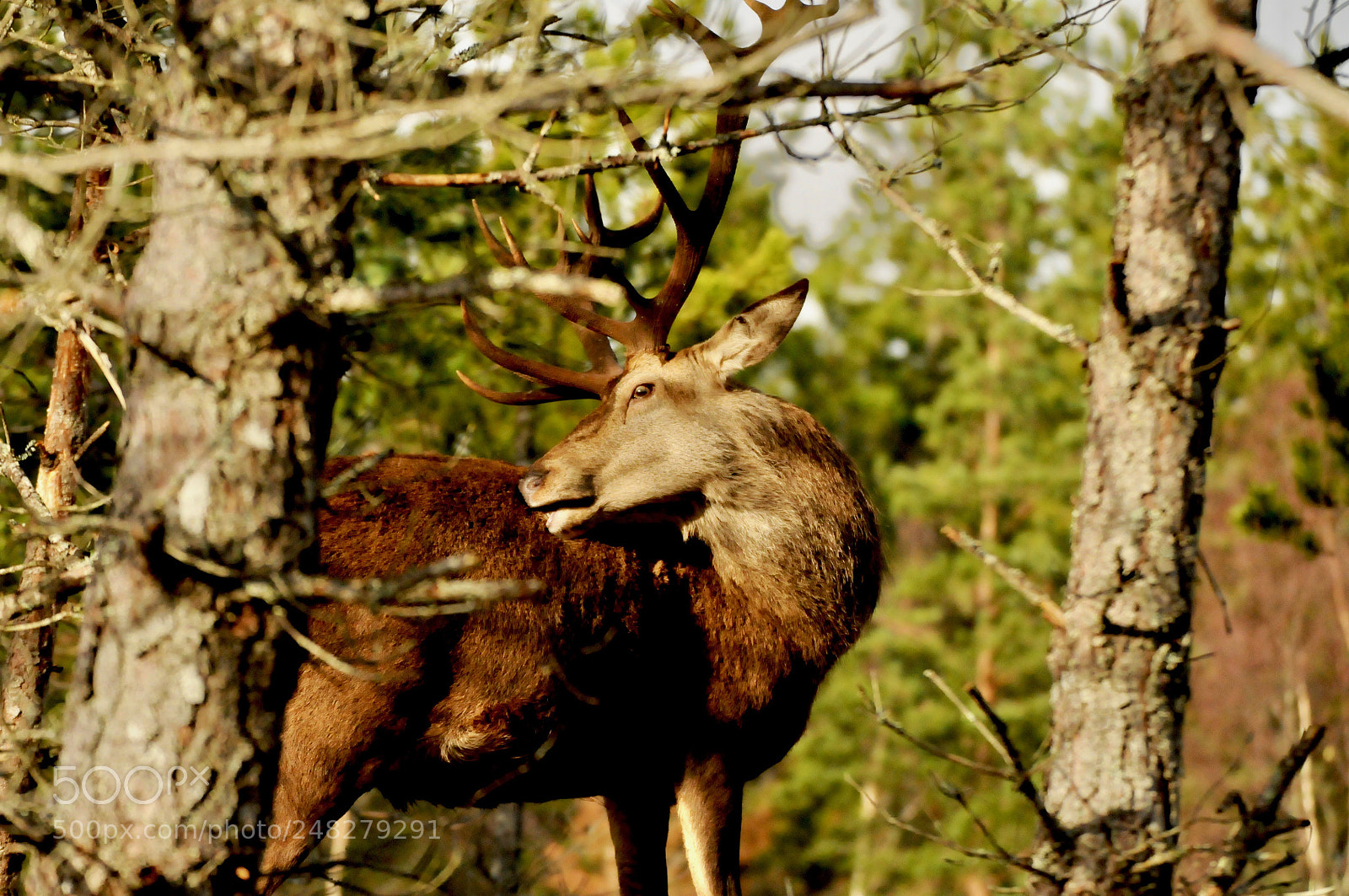 Nikon D300 sample photo. Red stag afternoon sunlight. photography