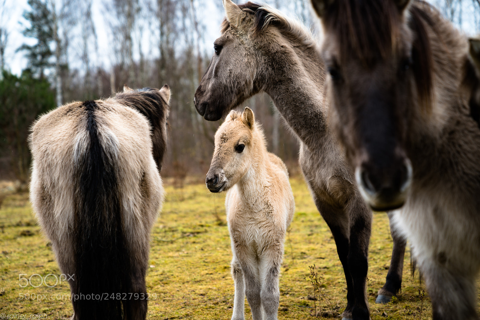 Sony a7R III sample photo. Wild horses i photography