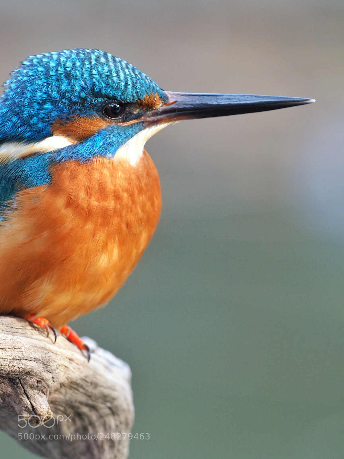 Olympus OM-D E-M1 Mark II sample photo. Kingfisher portrait photography