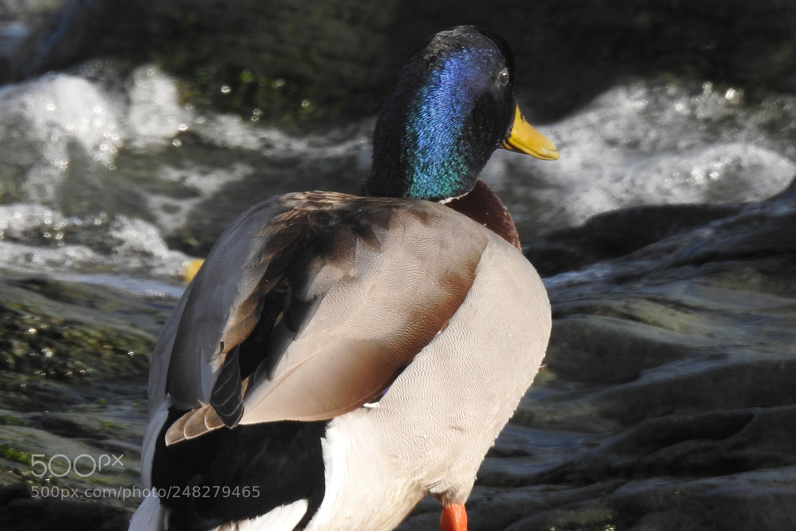 Nikon Coolpix P900 sample photo. Mallard by the sea photography