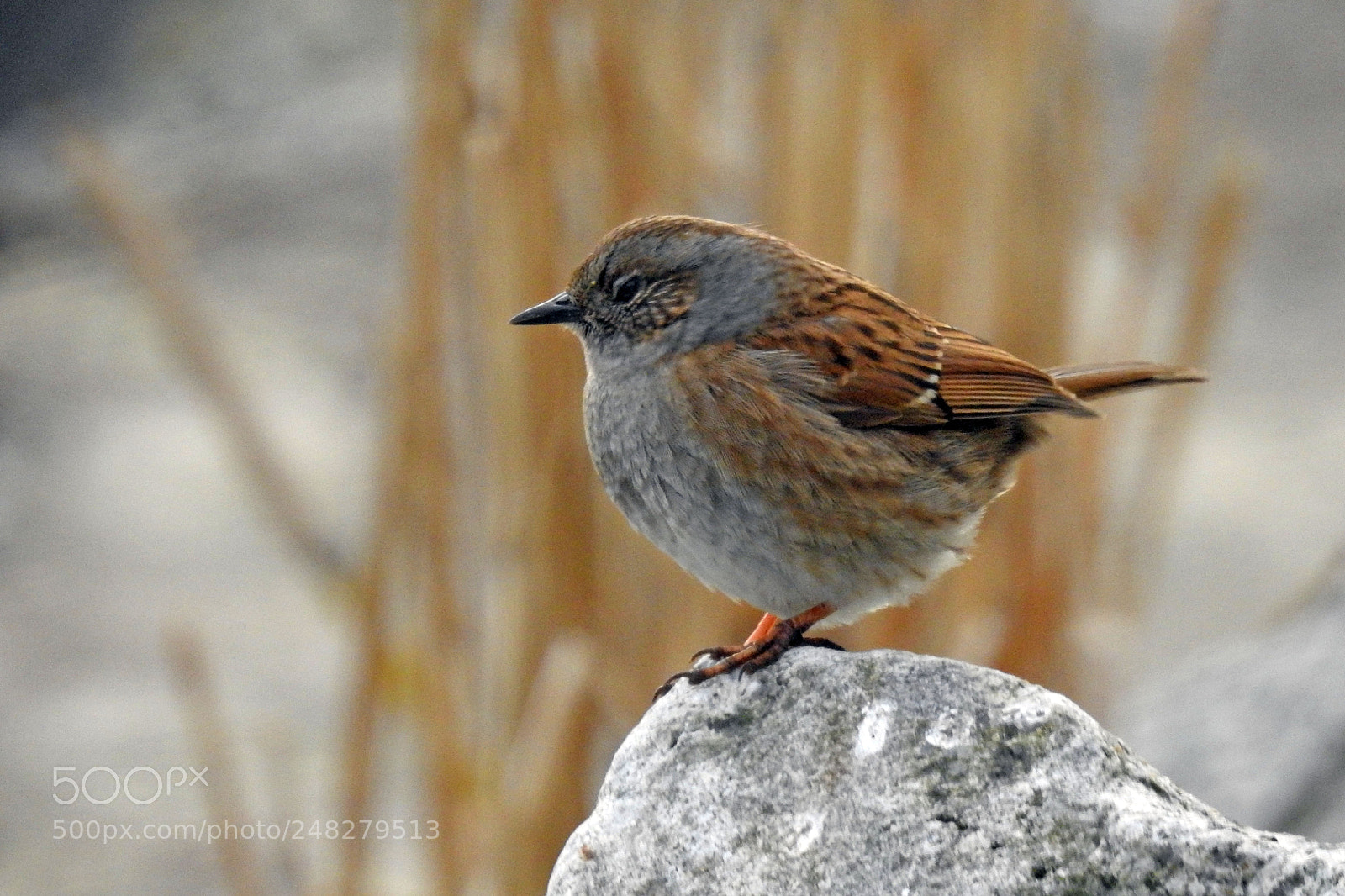Nikon Coolpix P900 sample photo. Dunnock photography