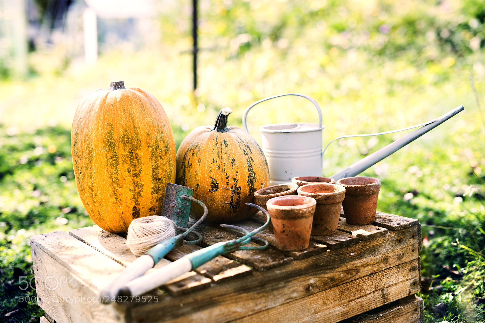 Nikon D5 sample photo. Composition of vegetables, garden photography