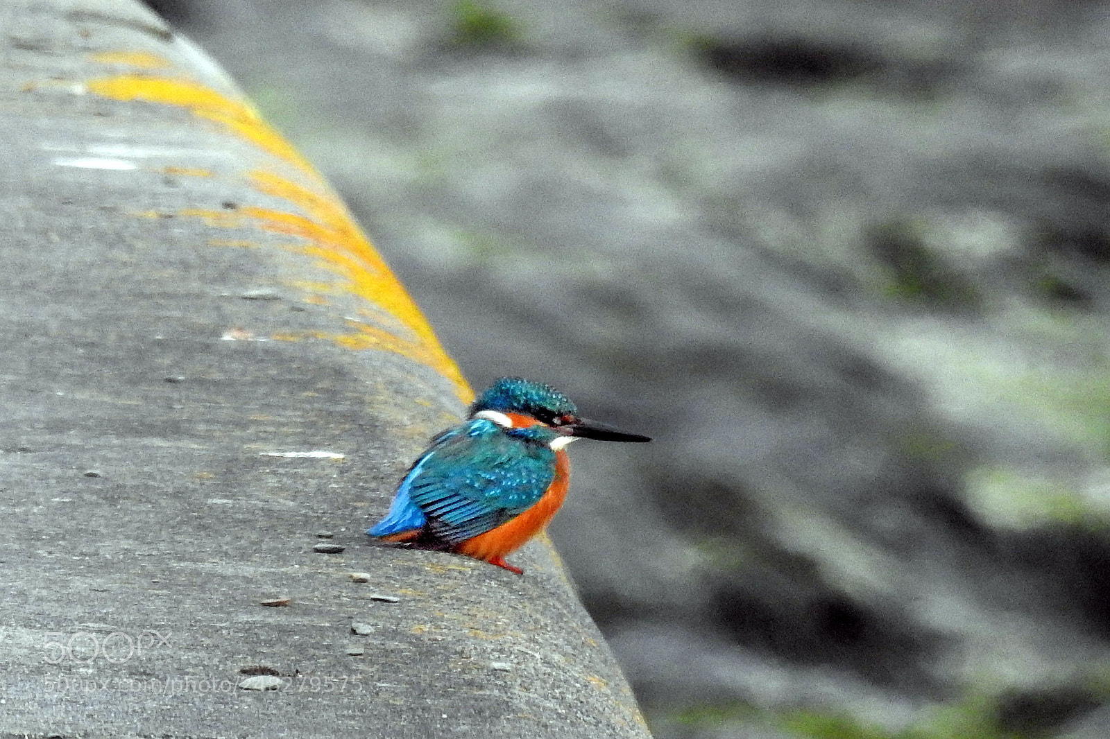 Nikon Coolpix P900 sample photo. Kingfisher at hannafore photography
