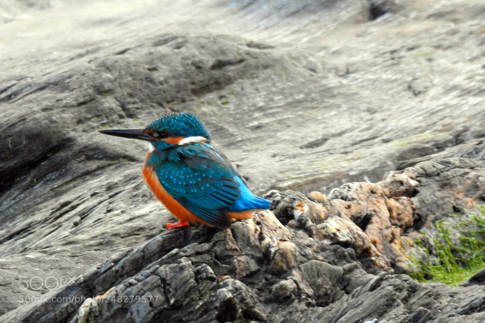 Nikon Coolpix P900 sample photo. Kingfisher at hannafore photography