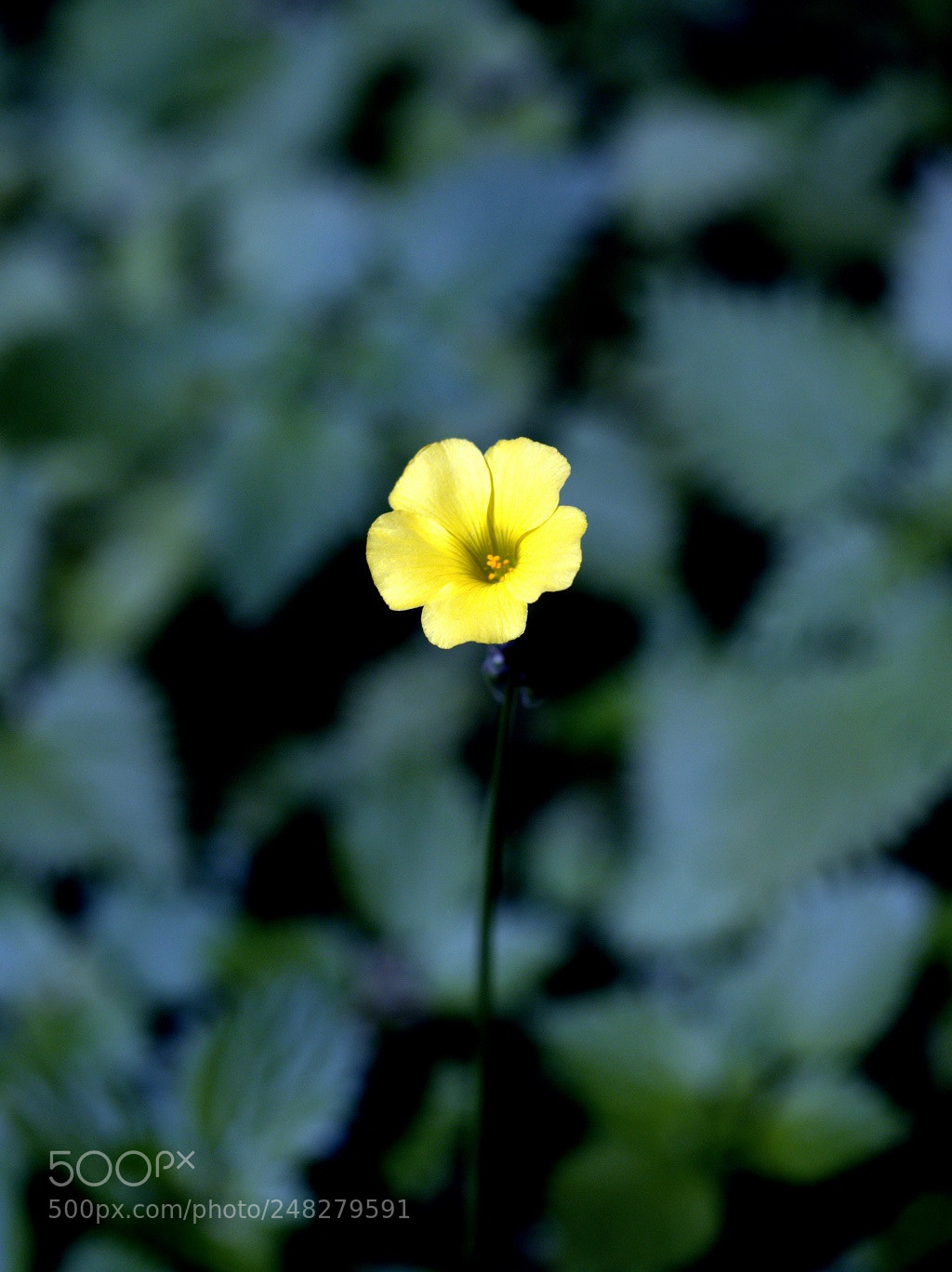 Olympus PEN E-PL8 sample photo. Wild flower photography