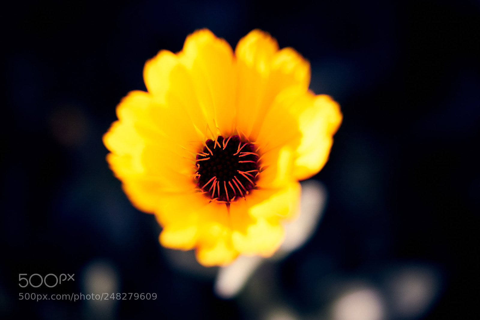 Sony ILCA-77M2 sample photo. Rojo vivo photography