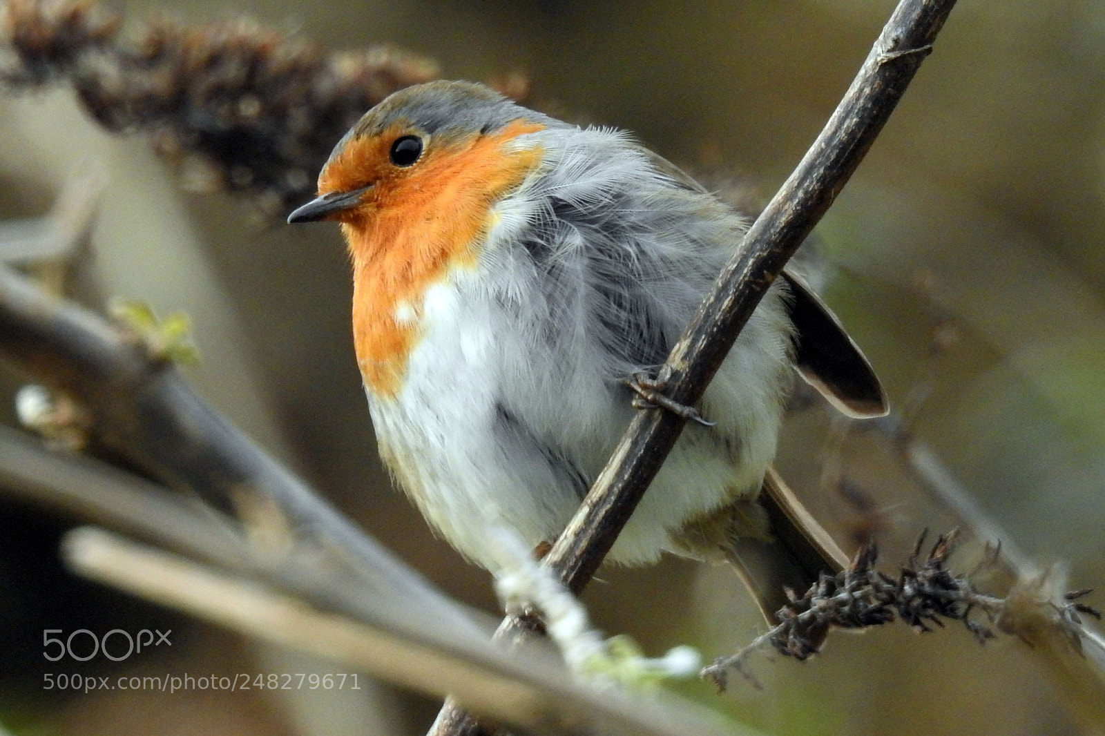 Nikon Coolpix P900 sample photo. Robin redbreast photography