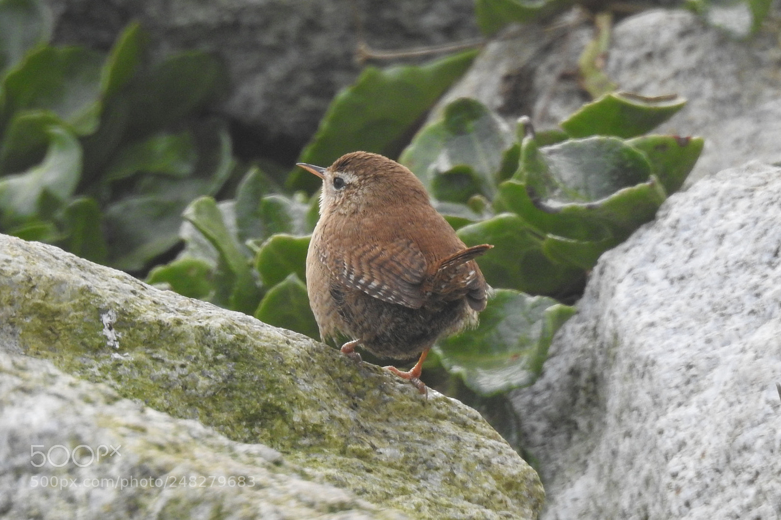 Nikon Coolpix P900 sample photo. Wren photography