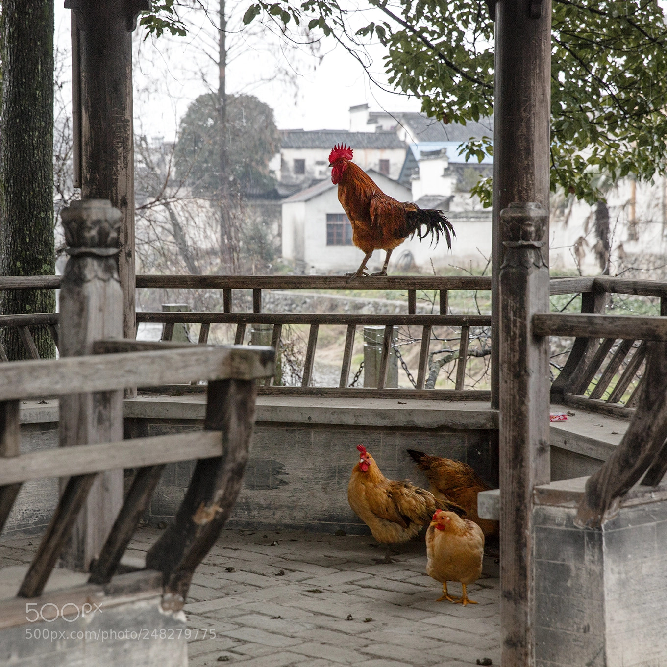 Canon EOS 5DS R sample photo. Guardian守护 photography